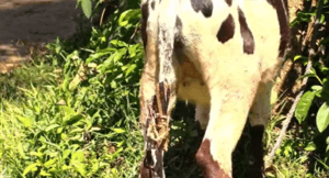 dog eating cow tails