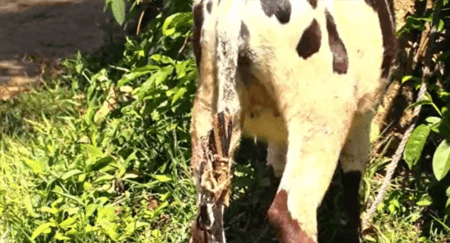 dog eating cow tails