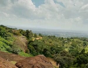 Mokoyweet tree in Toroso