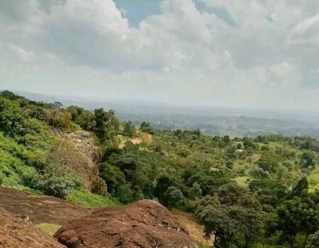 Tension as Ceremony to Cut Down Historic Mokoyweet Tree in Toroso Halted Mokoyweet tree in Toroso