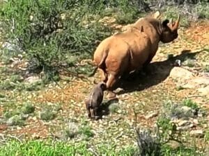black rhino calf at Sera Community Rhino Sanctuary