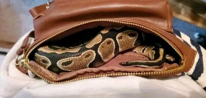 PASTOR Fanish Ramsey Maloba ARRESTED AFTER SNAKE FOUND IN HIS BAG AT BUSIA BORDER PASTOR Fanish Ramsey Maloba
