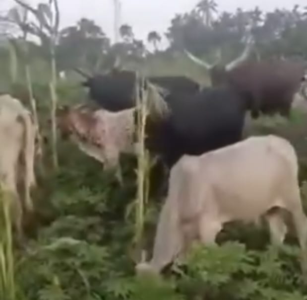 19 YEARS OLD BOY KILLED FOR ALLOWING COWS TO GRAZE IN MAIZE FARM. 19 year old